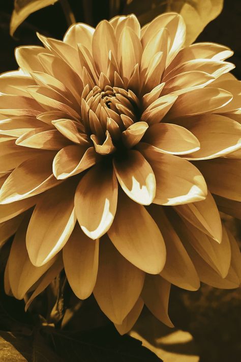 Yellow Dahlia, Golden Flower, Peach Fuzz, Beautiful Wallpaper, Flower Photography, Dahlia Flower, Krishna Images, Nature Photographs, Color Of The Year