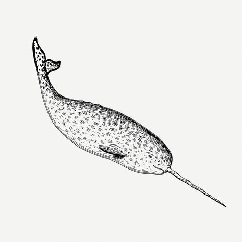 Download free psd / image of Narwhal drawing, sea animal vintage illustration psd. Free public domain CC0 image. about fish, arctic animals public domain, sea animal illustrations, public domain aquatic illustration black and white, and animal 6334201 Aquatic Illustration, Narwhal Illustration, Narwhal Drawing, Aesthetic Drawing Ideas, Good Tattoo, Illustration Black And White, Calligraphy Tattoo, Lino Printing, Water Animals