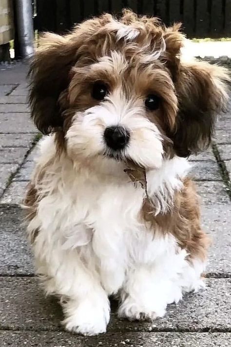 Havanese Full Grown Maltipoo Dogs Full Grown, Havanese Dogs Haircuts, Havanese Dogs Full Grown, Maltipoo Full Grown, Havanese Full Grown, Havanese Haircuts, Havanese Puppy, Havanese Dog, Brown Puppy