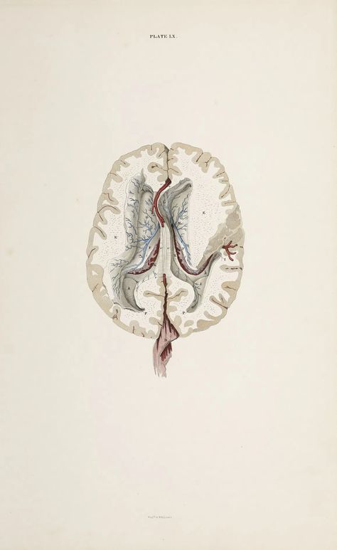 [BRAIN] Dissection of the brain - Antique Print Map Room Brain Dissection, Brain Map, Brain Mapping, Map Room, Print Map, History Images, Antique Prints, The Brain, Botanical Illustration