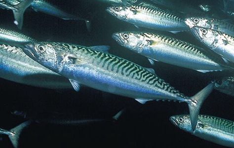 Atlantic Herring Fish References, Atlantic Mackerel, Under Water Creatures, Fish Reference, Mackerel Fish, Sea Cards, Dreamy Ocean, Salt Water Fishing, Water Creatures