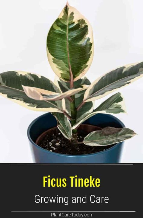 Ficus Plant Care, Tineke Ficus, Rubber Tree Tineke, Ficus Tineke, Propagate Rubber Plant, Tineke Rubber Plant, Propagate Rubber Tree, Rubber Plant Tineke, Ficus Robusta Care