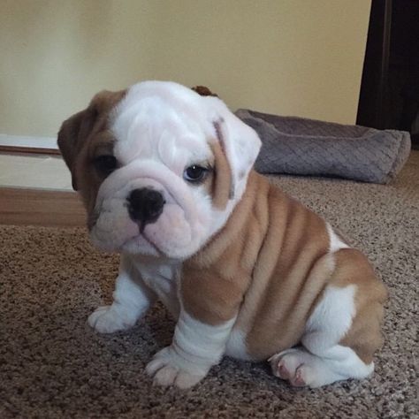 Daaaaaaaaaaaawwwwwwwwwwwwwww!!!!! Cute Little Puppies, Puppy Care, Luxury Dog, Dog Boarding, Cute Dogs And Puppies, Little Puppies, Cute Animal Pictures, Bulldog Puppies, Cute Creatures