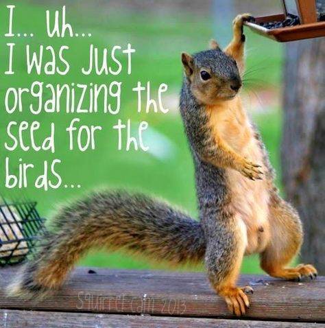 ❤️Inst Squirrel Memes, Funny Squirrel Pictures, Squirrel Pictures, Squirrel Funny, Cute Squirrel, A Squirrel, Baby Squirrel, Cayenne Pepper, Backstreet Boys