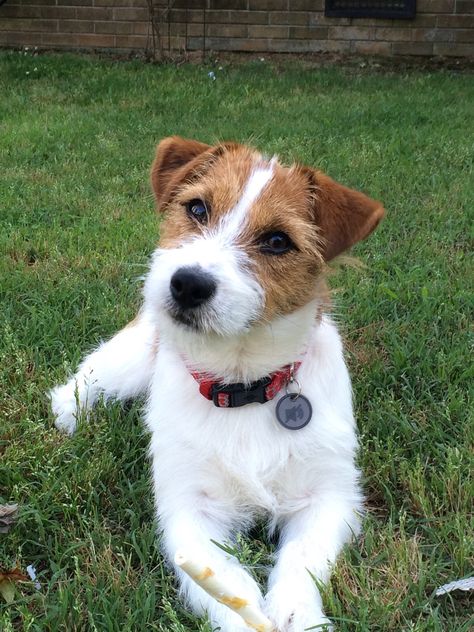 Long Haired Jack Russell Terrier, Jack Terrier, Jack Russell Terrier Puppies, Jack Russell Puppies, Parson Russell Terrier, Jack Russell Dogs, Jack Russells, Fox Terriers, Dog Branding