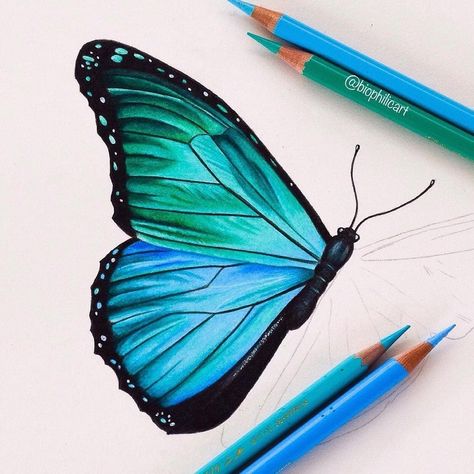 Blue Morpho butterfly #illustration #sketching Easy Butterfly Drawing, Easy Pencil Drawings, Color Pencil Sketch, Filmy Vintage, Prismacolor Art, Blue Morpho Butterfly, Colored Pencil Artwork, Morpho Butterfly, Blue Morpho