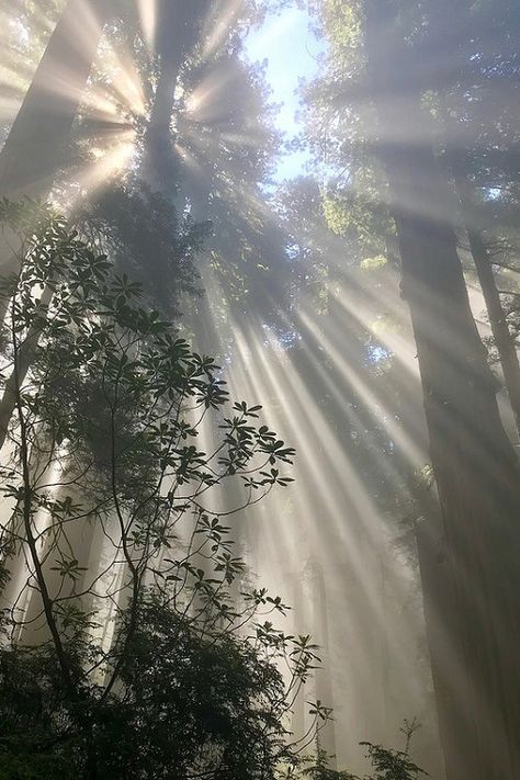 Moonlight Through Trees, Fairytale Photoshoot, In The Pale Moonlight, Forest Core, Types Of Fairies, Search Google, Snowy Forest, Forest Spirit, Aesthetic People