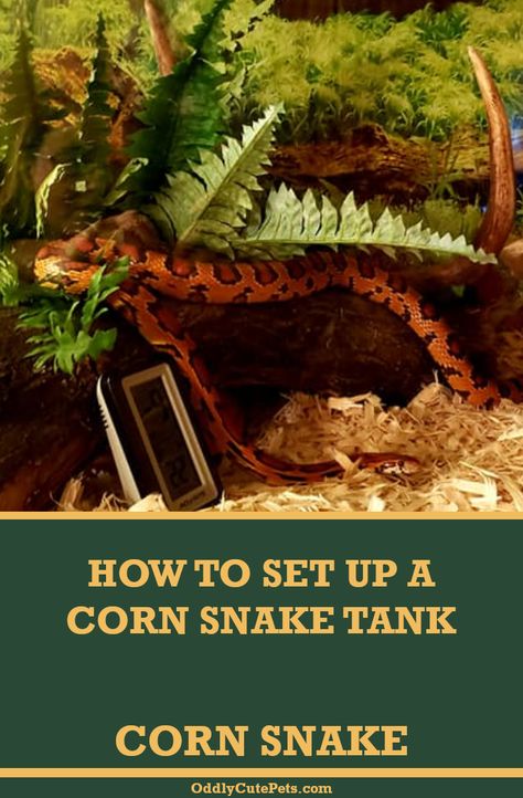 Corn Snake Vivarium Ideas, Cute Snake Tank Ideas, Corn Snake Enrichment, Corn Snake Enclosure Ideas Diy, Corn Snake Habitat, Snake Habitat Ideas Terrarium Diy, Corn Snake Setup, Cornsnakes Habitat, Corn Snake Habitat Ideas