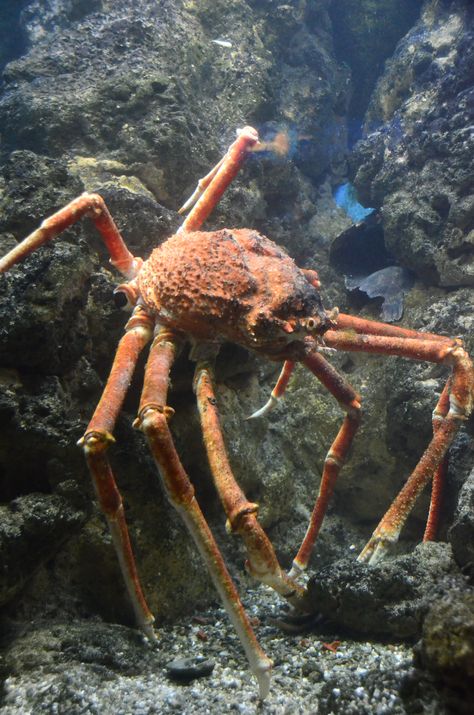 Giant Japanese spider Crab Giant Sea Spider, Japanese Spider Crab, Silly Animal Pictures, Spider Crab, Sea Spider, Crab Spider, Creepy Animals, Sea Crab, Small Insects