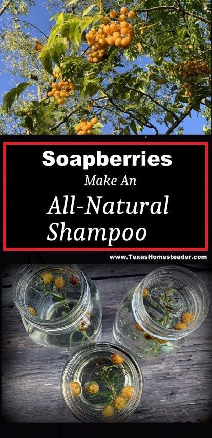 Natural Homemade Soapberry Shampoo ~ Texas Homesteader ~ Soapberry Tree, Homesteading Inspiration, Clean Shampoo, Soap Berries, Natural Cleaner, All Natural Cleaners, Soap Nuts, Homemade Shampoo, Thrifty Thursday