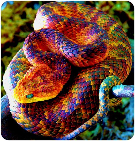 Colourful African Bush Viper, Poisonous Snakes, Colorful Snakes, Snake Venom, Cute Snake, Reptile Snakes, Beautiful Snakes, Rare Animals, 웃긴 사진