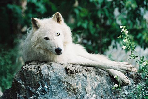 Lying wolf. Maned Wolf, Arctic Wolf, Wolf Love, Howl At The Moon, Wild Wolf, Wolf Pictures, Beautiful Wolves, Lovely Creatures, Incredible Creatures