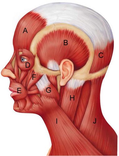 Head Muscles Anatomy, Face Muscles Anatomy, Muscles Of The Head, Facial Muscles Anatomy, Neck Muscle Anatomy, Muscle Names, Ear Model, Muscle Diagram, Face Muscles