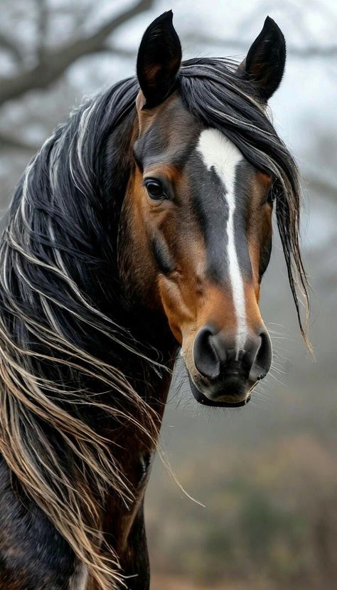 Horse Head Pictures, Horse Close Up, Horse With Braids, Horse Head Photography, Arabian Horse Photography, Horse Head Painting, Black And White Horse Photography, Cool Pictures Of Animals, Horses Portrait