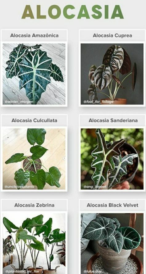 Plant Leaf Identification, Leaf Identification, Low Light House Plants, Alocasia Plant, Tropical Flower Plants, Succulent Garden Design, House Plant Pots, Succulent Garden Diy, Inside Plants