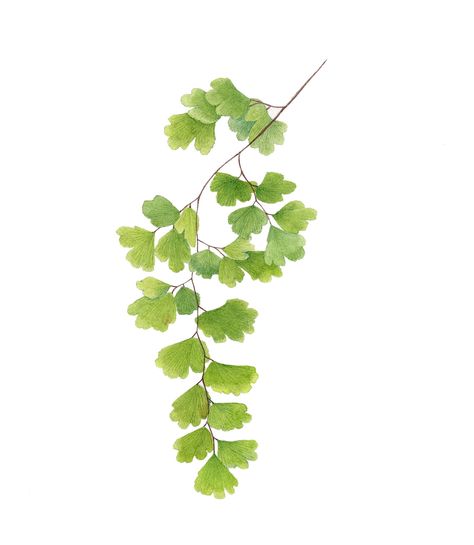 Southern maidenhair fern - WALTER Magazine Maiden Fern, Fern Illustration, Fern Tattoo, Maidenhair Fern, Desert Botanical Garden, Theme Nature, Fern Leaves, Watercolor Plants, Botanical Illustrations