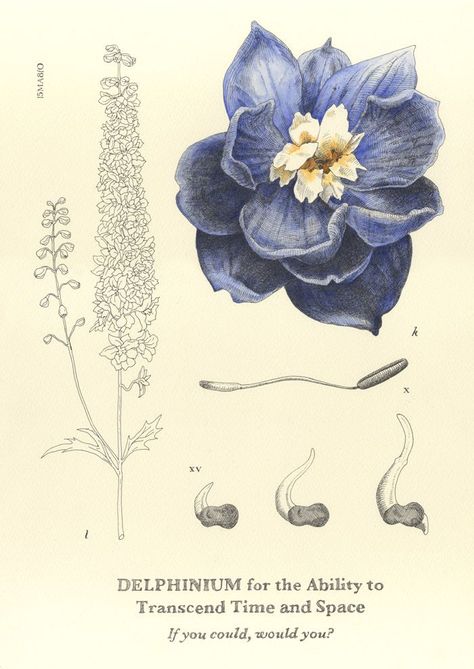 For July Delphinium Larkspur Flower, Blue Delphinium Drawing, Delphinium Flower Meaning, Blue Delphinium Tattoo, Waterlily Meaning, Delfinium Flower Tattoo, Delphinium Meaning, Delphinium Flower Drawing, Delphinium Illustration