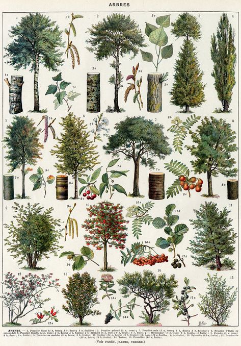 Illustration Forest, Types Of Trees, French Illustration, Nature Journaling, Learning Board, Poplar Tree, Tree Identification, Tree Poster, Postal Vintage