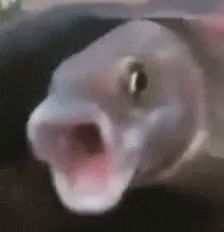 Weird Fish Reaction GIF by MOODMAN - Find & Share on GIPHY Fish Gif, Weird Fish, Blonde Guys, Inappropriate Jokes, Fishing Humor, Weird Animals, Reaction Pictures, Cool Gifs, Picture Video