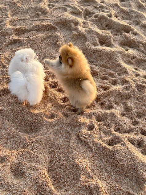 Pomeranian Aesthetic, Cute Pomeranian Puppies, Dogs Pomeranian, Funny Pomeranian, Spitz Puppy, Baby Pomeranian, Spitz Pomeranian, Pomeranian Spitz, Dog Pomeranian