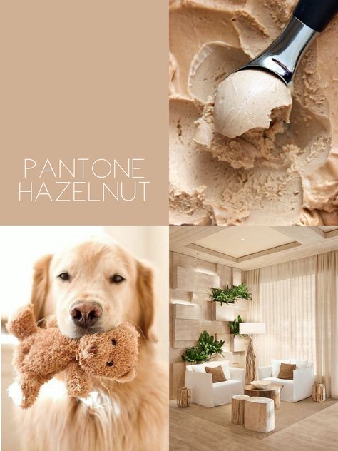 Soft Brown or Tan or Pantone Hazelnut Pantone 2017, Latest House Designs, Asian Paints, Sofa Pillows Arrangement, Color Boards, Rv Decor, Pantone Colors, Paint Colour, Paint Can