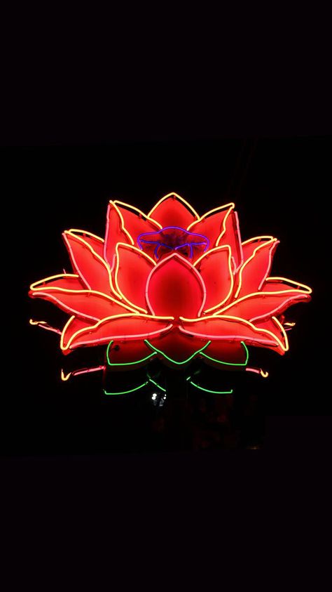 Lotus flower! ❤️  Downloaded from 10000+ Wallpapers. http://itunes.apple.com/app/id466993271. Thousands of HD wallpapers just for you! Lotus Wallpaper Iphone, Lotus Wallpaper, Diy String Lights, Red Lotus, Hd Wallpapers, Lotus Flower, String Lights, Hd Wallpaper, Iphone 12