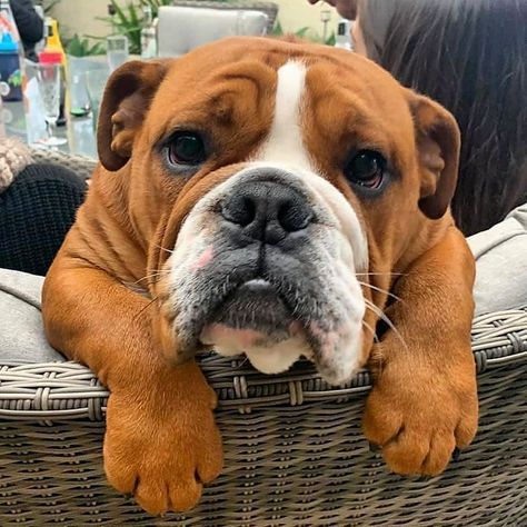 English Dogs, Cute Bulldog Puppies, Bulldog Pics, Bulldog Breeds, Bulldog Francese, Cute Bulldogs, English Bulldog Puppies, Old English Bulldog, Bulldog Lover