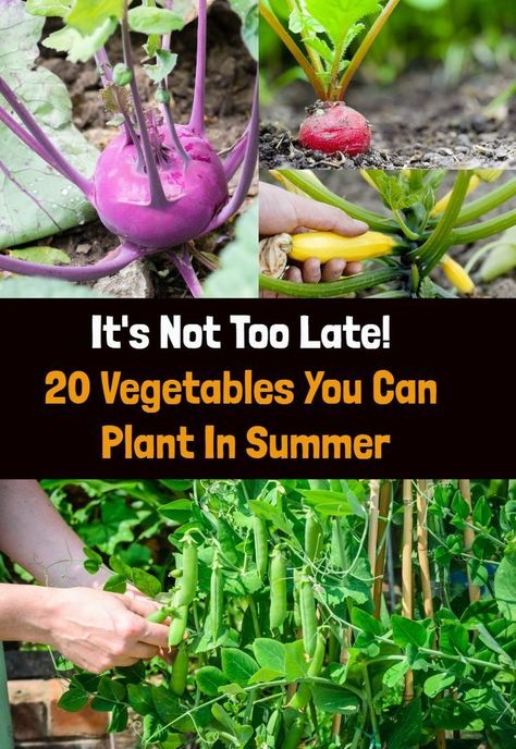 Whether it's June, July or even August, it's not too late to plant these vegetables for a late summer, fall or even winter harvest. Late Summer Vegetables To Plant, What To Plant In June, Vegetables To Plant In August, Medicinal Gardening, Late Summer Garden, Summer Planting, Arizona Gardening, Planting Calendar, Planting Potatoes