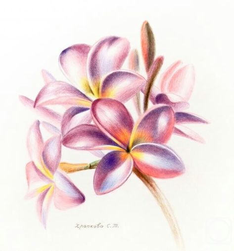 Frangipani Tattoo, Tree Tattoo Black, Art Ideas Flowers, Pencil Flowers, Plumeria Tattoo, Bali Tattoo, Water Colouring, Colouring Art, Water Colour Art