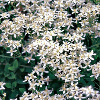 Sweet Autumn Clematis - Flower Sweet Autumn Clematis, Autumn Clematis, Clematis Plants, Attracting Bees, Climbing Vines, Patio Makeover, Evergreen Shrubs, Climbing Roses, Autumn Garden