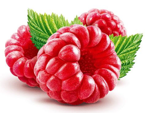 Raspberry food illustration and retouching Raspberry Drawing, Raspberry Illustration, Raspberry Food, Food Illustration Design, Fruit Animals, Cooking Book, Fruits Drawing, Recipe Journal, Fruit Photography