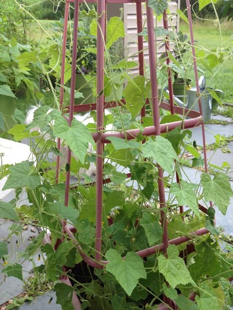 Provide-a-trellis-or-wire-for-your-vines Cucamelon Growing, Container Vegetable Garden, Vines Trellis, Trellis System, Trellis Garden, Flowers Board, Vine Trellis, Veg Patch, Planters Garden