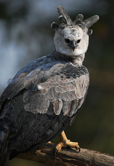 Harpy Eagle, Eagle Wallpaper, Eagle Pictures, Eagle Tattoo, Bird Of Prey, Bear Claws, Grizzly Bear, Pretty Birds, Birds Of Prey