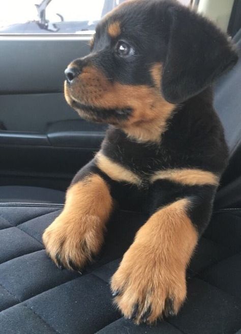 Rottweiler Love, Rottweiler Lovers, Rottweiler Puppies, Cute Little Puppies, Rottweiler Dog, Baby Animals Funny, Cute Dogs And Puppies, Cute Animal Photos