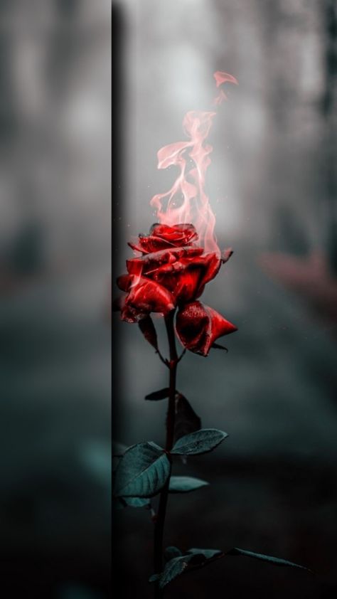 Niagara Launcher Wallpaper, Launcher Wallpaper, Niagara Launcher, Rose On Fire, Iphone Wallpaper Gradient, Dr Ambedkar Hd Wallpaper, Ambedkar Hd Wallpaper, Dr Ambedkar Hd Wallpaper New, Wallpaper Gradient