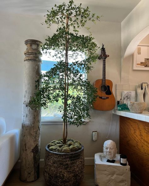 We welcomed a new family member into our home recently. Say hello to our beautiful Black Olive tree courtesy of the dream team at… | Instagram Interior Olive Tree, Black Olive Tree Outdoor, Black Olive Tree Indoor, Olive Bonsai Tree, Olive Tree Apartment, Olive Tree Indoor, Black Olive Tree, Tree Interior, Nyc Loft