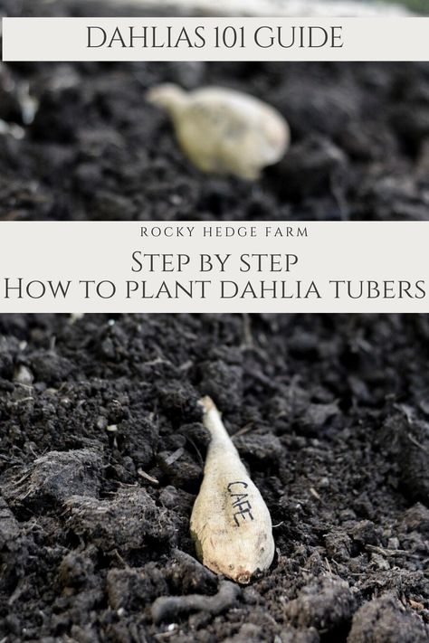 When To Plant Dahlia Tubers, Dahlia Tuber Planting, How To Plant Dahlias, Planting Dahlia Tubers, Planting Dahlia Bulbs, Growing Dahlias From Tubers, How To Plant Dahlia Tubers, Dalia Flower Garden, When To Plant Dahlia Bulbs