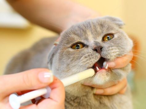 How to Get Your Cat to Take Medicine petMD Logo Cat Worms, Cat Medicine, Flea Shampoo, Healthy Cat, Cat Care Tips, Cat Training, Flea And Tick, Cat Health, Cat Care