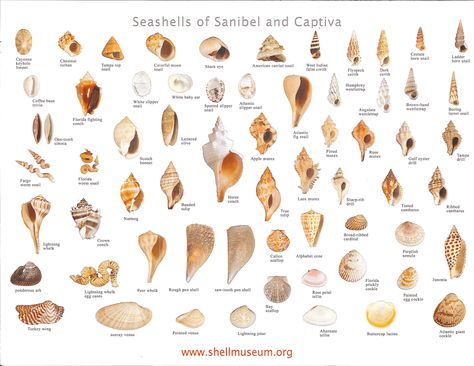 As I've already noted, Sanibel Island is famous for its seashells. One of the most popular beachside activities is the collection of seashells or 'shelling', as it's more commonly known.  Local res... Seashell Identification, Sanibel Shells, Types Of Shells, Art Coquillage, Sanibel Island Florida, Captiva Island, She Sells Seashells, Shell Decor, Shell Beach