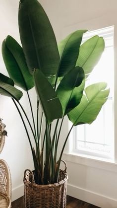 Bird Of Paradise Plant Living Room, Paradise Bird Plant, Bird Of Paradise Plant Indoor, Birds Of Paradise Plant, Bird Of Paradise Plant, Tropical House Plants, Paradise Plant, نباتات منزلية, Ivy Plants