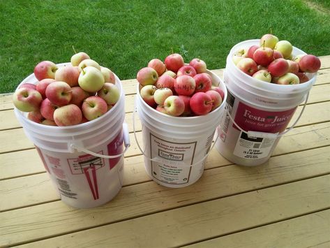 Homemade Apple Wine, Apple Wine Recipe Homemade, Apple Wine Recipe, Homemade Wine Recipes, Wine Celebration, Cider Wine, Food Grade Buckets, Backyard Homestead, Apple Wine