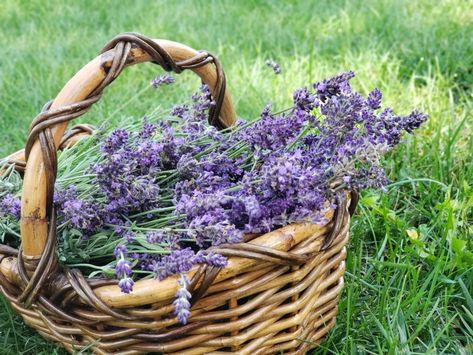 Fall Lavender Harvesting Lavender Harvesting, Edible Landscaping, Purpose Driven, Cool Plants, Gardening Ideas, Cottage Garden, Flower Garden, Landscaping, To Create