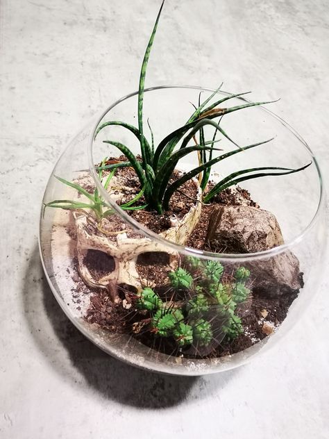 Gothic Terrarium Ideas, Skull Terrarium Diy, Horror Terrarium, Gothic Plant Decor, Skeleton Terrarium, Goth Terrarium, Gothic Terrarium, Spooky Terrarium, Themed Terrarium