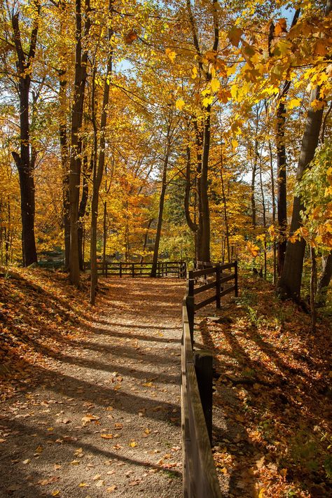 "A sunlit path along a wooded ravine during a beautiful afternoon in fall in Northeast Ohio. PLEASE NOTE THAT THIS IS A DIGITAL DOWNLOAD AND NO PHYSICAL PRODUCT WILL BE SHIPPED.  You will receive 5 high-resolution JPG files at 300 dpi for printing in the following aspect ratios: (1) 2:3 Aspect Ratio for Printing in the Following Sizes:      INCHES: 4 x 6 | 6 x 9 | 8 x 12 | 10 x 15 | 12 x 18 | 16 x 24 | 20 x 30 | 24 X 36      CM: 10 x 15 | 20 x 30 | 30 x 45 | 40 х 60 | 50 x 75 (2) 3:4 Aspect Rati Woods Pictures, Forest In Fall, Forest Fall, Steampunk City, Forest Falls, Autumn Woods, Forest Walk, Horse Trail, Trees Forest