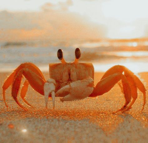 Crab Aesthetic, Crab Photography, Crab Animal, Funny Crab, Sunrise Tattoo, Beautiful Sea Creatures, Wallpapers Images, Aquatic Animals, Wallpapers Backgrounds