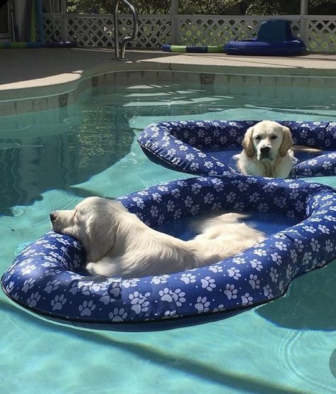 Pool Outfits, Pool Life, Swimming Pool Accessories, Dog Pool, Summer Pool Party, Dream Pools, Pool Floats, Pool Time, Summer Pool