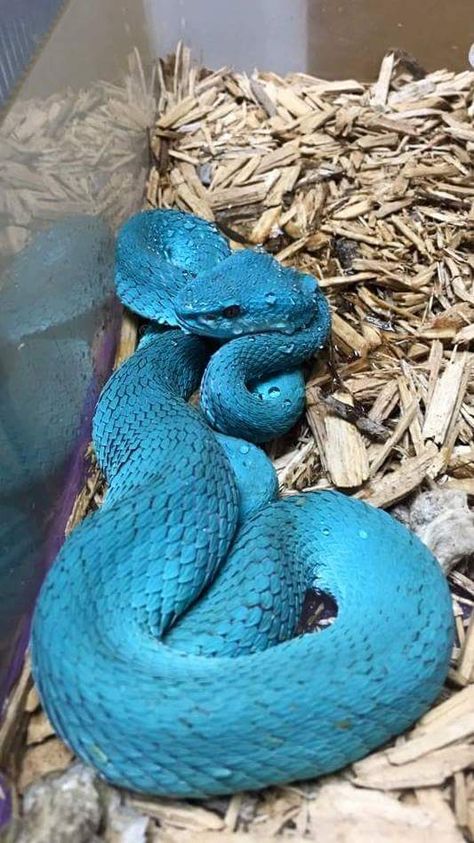 30 Great Pics to Improve Your Mood - Gallery Blue Racer Snake, Blue Snake, Anime Snake, Inland Taipan, Dream Snake, Snake Cages, Venomous Animals, Snake Images, Viper Snake