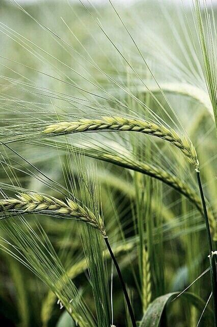 umla : Photo Green Inspiration, Simple Green, Green Nature, World Of Color, Spring Green, Green Grass, Color Of Life, Country Life, Barley