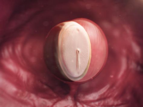 Computer-generated image of fertilised egg at 4 weeks with yolk sac and amniotic sac Predict Gender Of Baby, Baby At 4 Weeks, Fetal Development Week By Week, Pregnancy By Week, Baby Development In Womb, Gender Of Baby, Baby Week By Week, Maternity Bags, First Prenatal Appointment