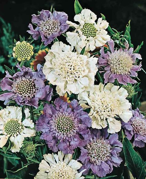 Scabiosa Flower Arrangement, Pincushion Flower Garden, Scabiosa Bouquet, White Perennial Flowers, Scabiosa Caucasica, Scabiosa Flower, Focal Flowers, Perennials Low Maintenance, Frost Flowers